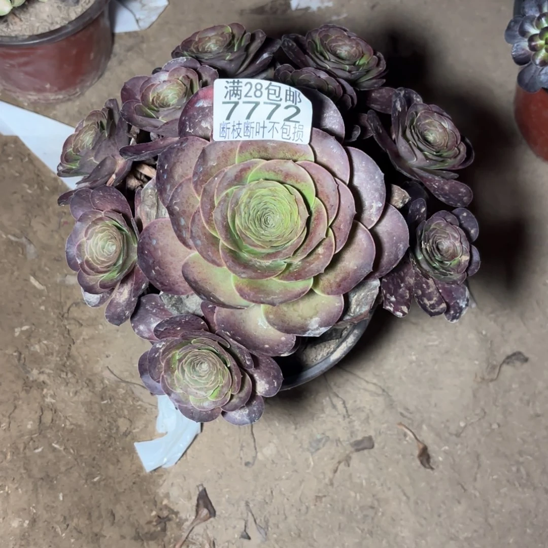 M. 7772美金玫瑰多肉，？b