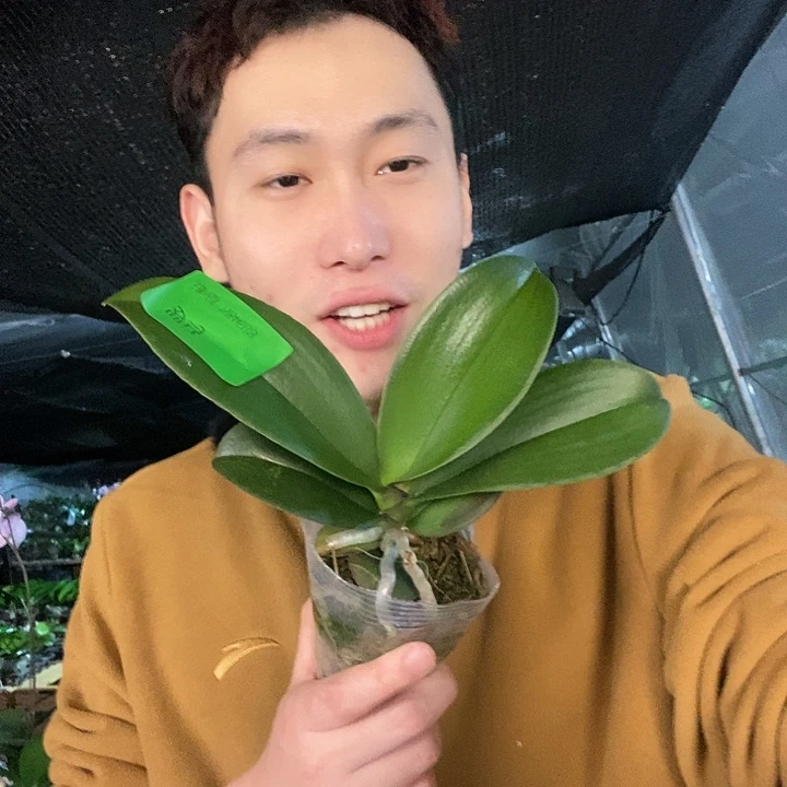 无花朵罗马蝴蝶兰