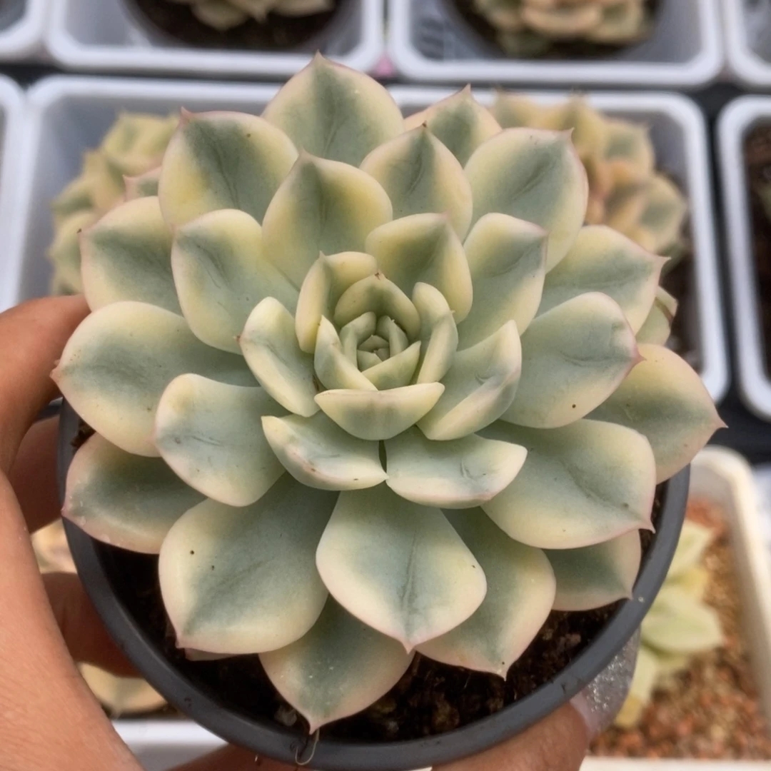 449月亮仙子锦锦锦锦锦锦锦锦
