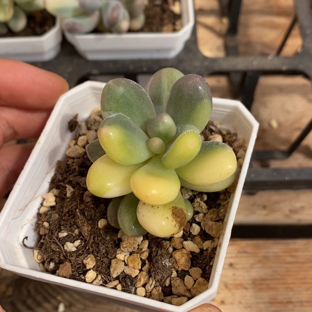奶酪奶酪锦多肉植物9223