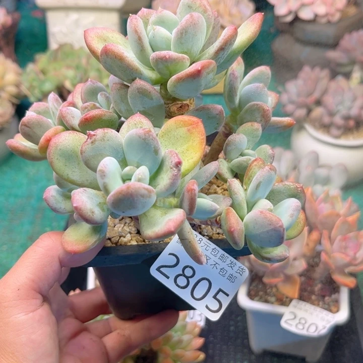 大2805/？zvzvzggggh