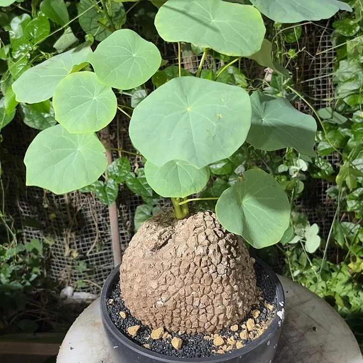 汤圆植物龙甲龟帅