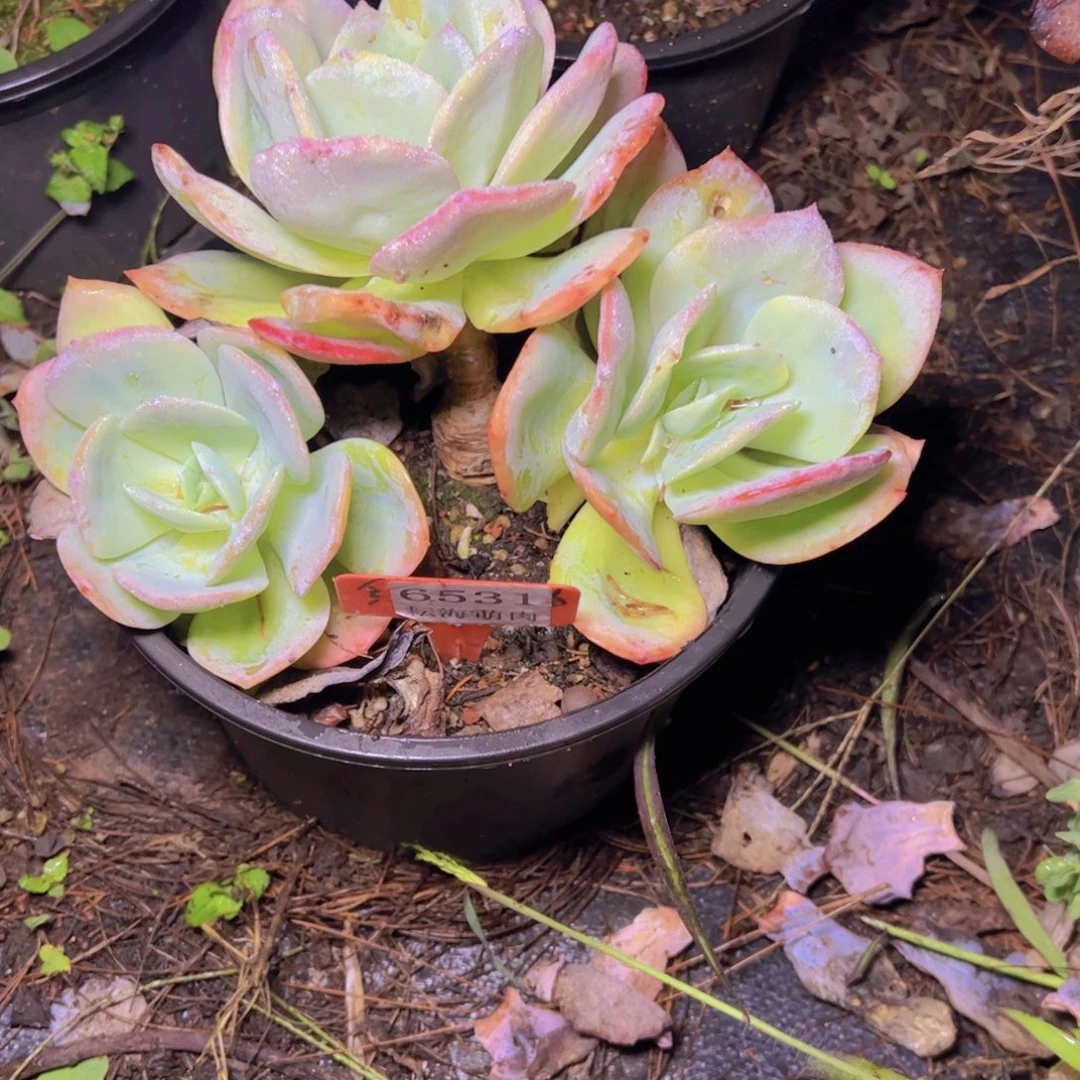 b***茶白凤6531多肉植物