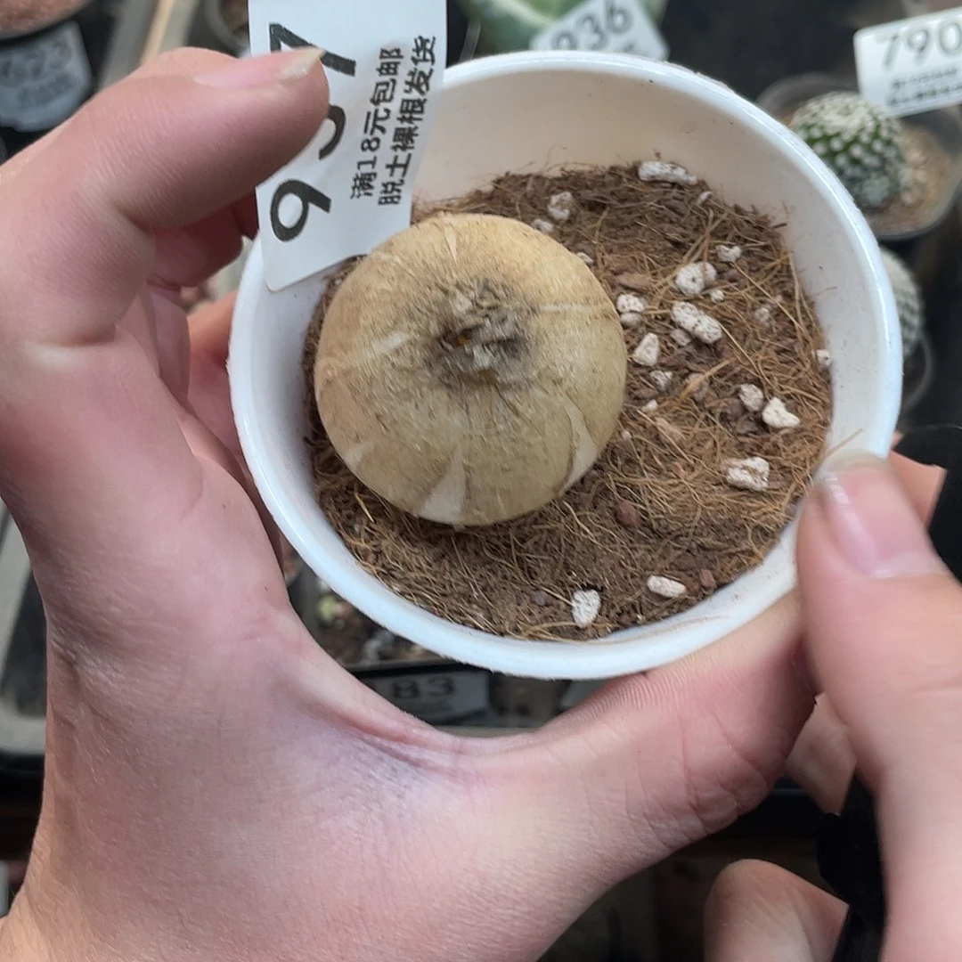 937鹿角苍角殿（满18包邮）