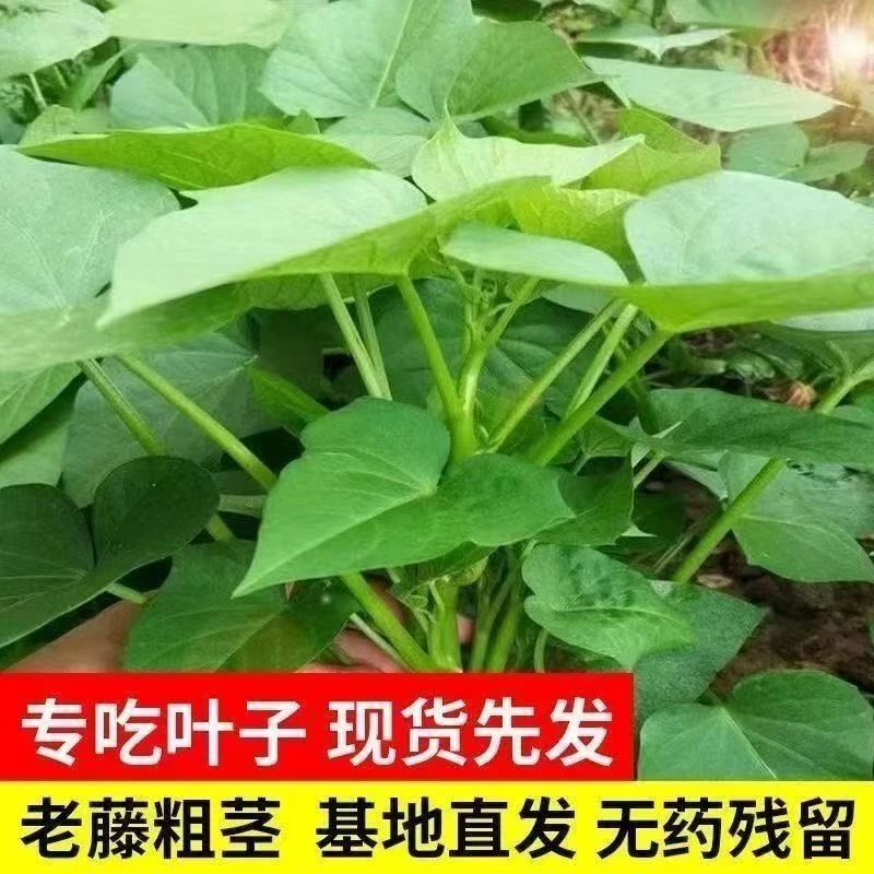 无农药专吃红薯叶嫩尖农家现摘红薯叶新鲜地瓜叶苕番薯叶新鲜蔬菜