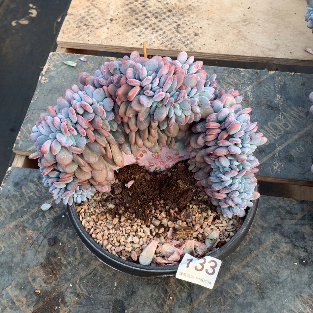 133粉兔缀化多肉植物