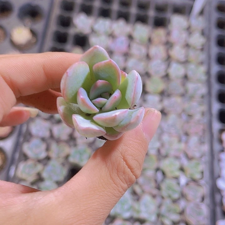 精品石化泡芙多肉植物