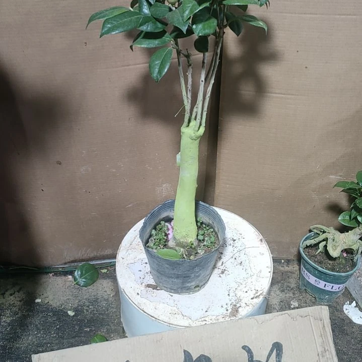 530五马克，原盆原土发货，不包邮