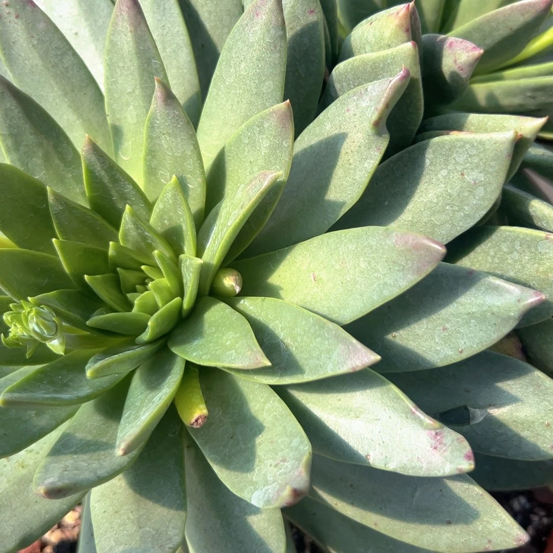 野生进口仙女杯一株包邮