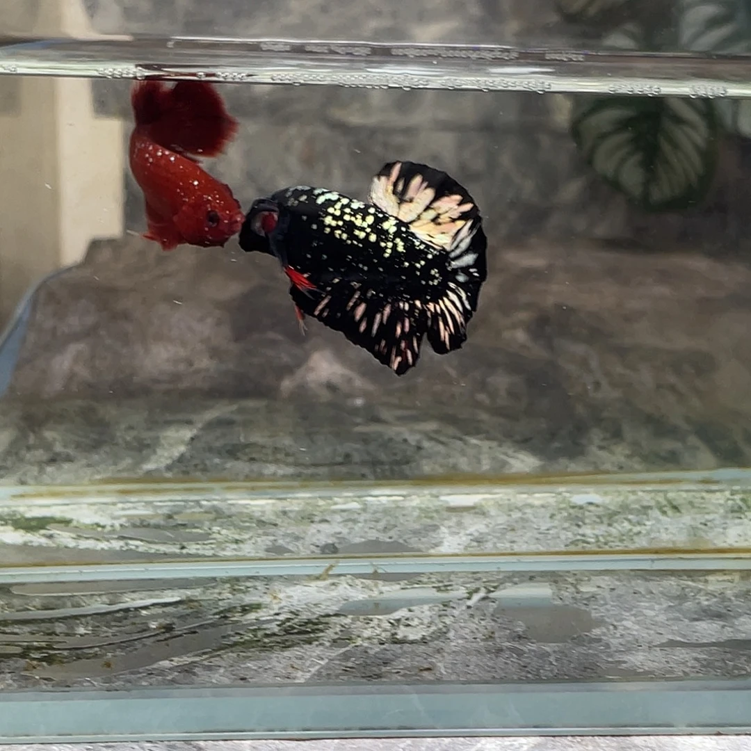 斗鱼泰国斗鱼育平斗鱼