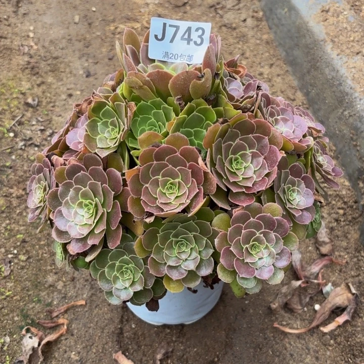 瑞妈多肉园艺743荷兰玫瑰