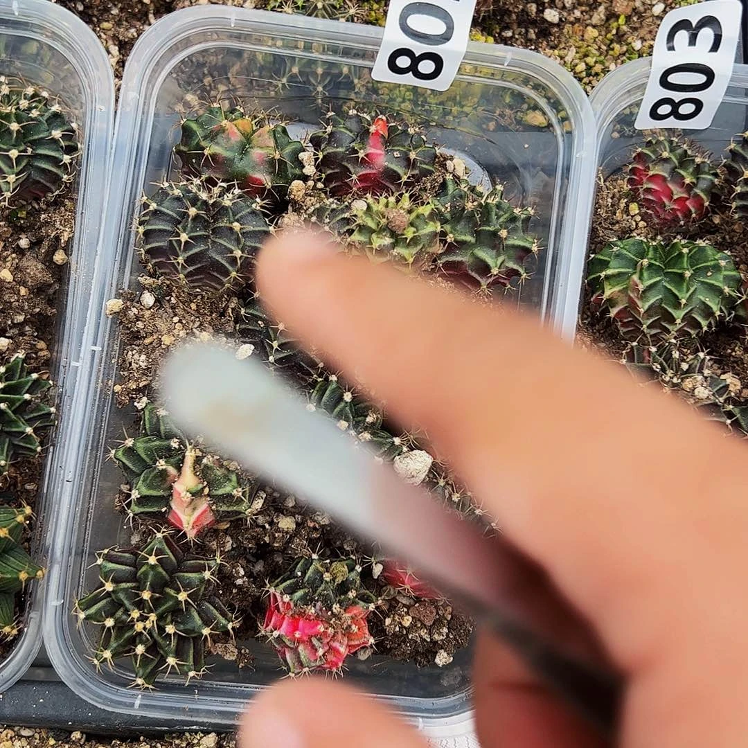 当前无花栽培后可以开花802