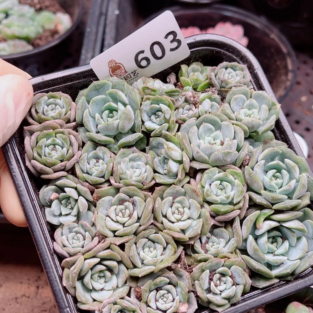 多肉植物多肉植物