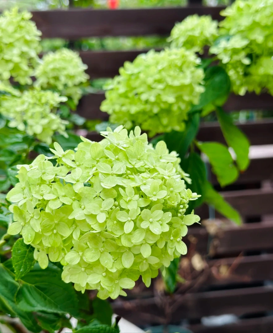 【活力青柠】（叶子有点卷）贵州露天绣球 适合地栽盆栽