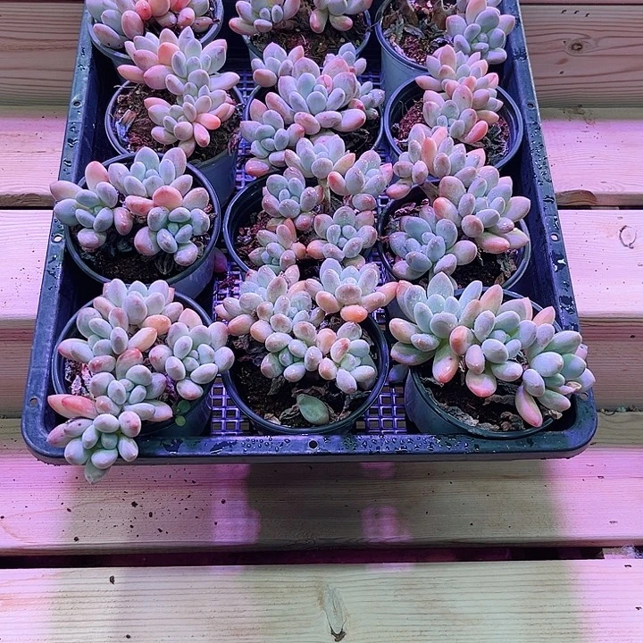洛神香水多肉植物