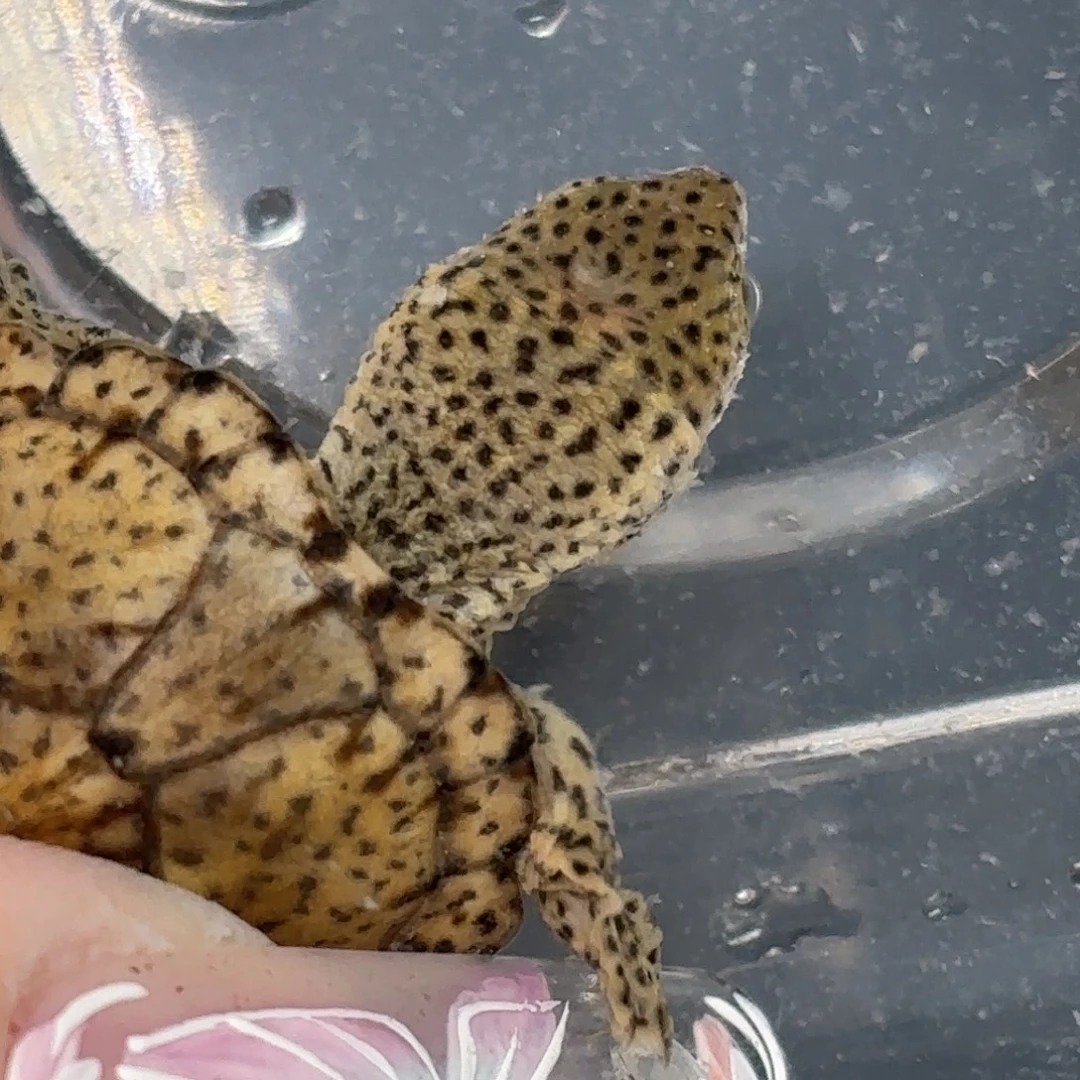 不分公母剃刀龟A23全品鼎级粗满文黑刀