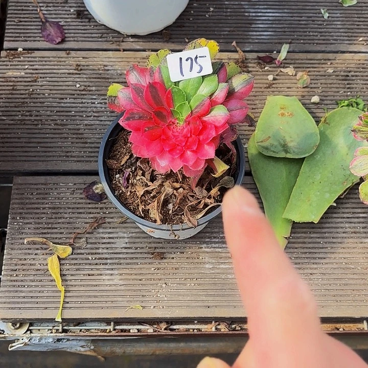 半*莲175多肉植物植物植物