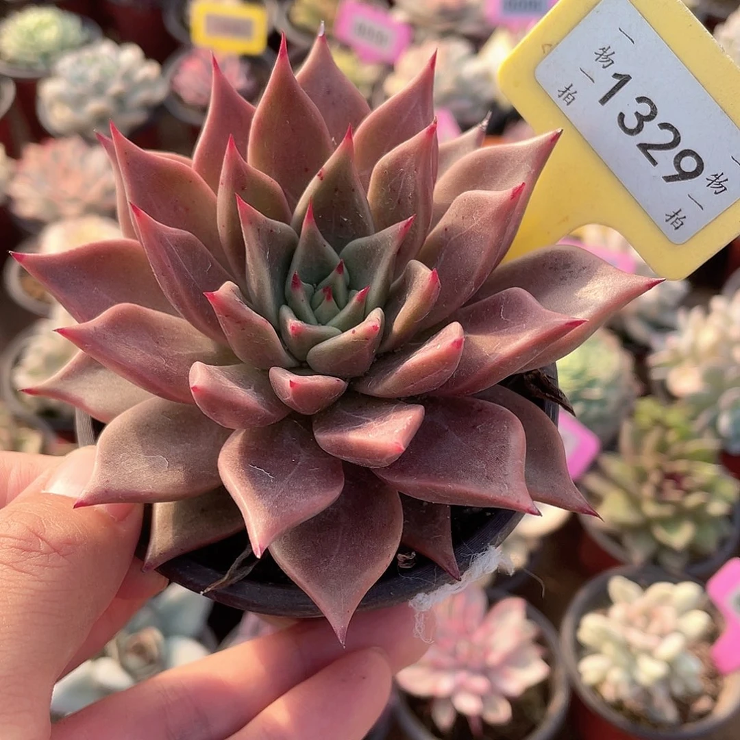 卡系1329号多肉植物