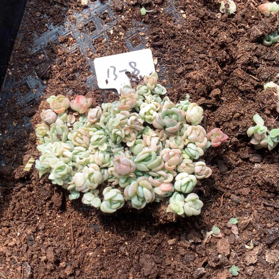 13-8欧泊切糕一份包邮