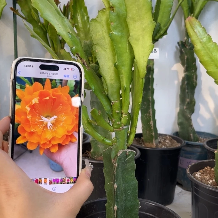 当前无花栽培后可以开花(****967