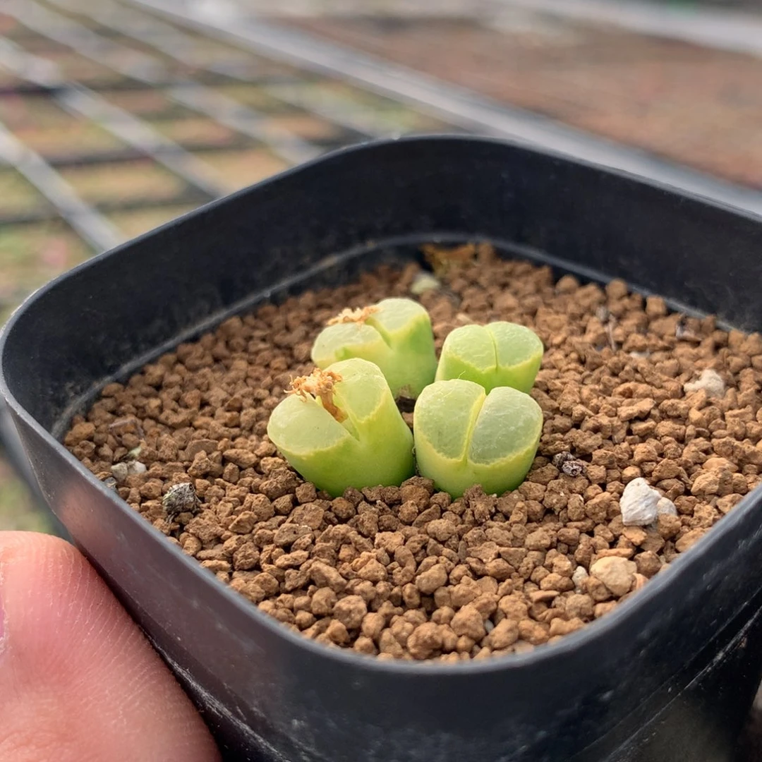 56号风铃母本一颗