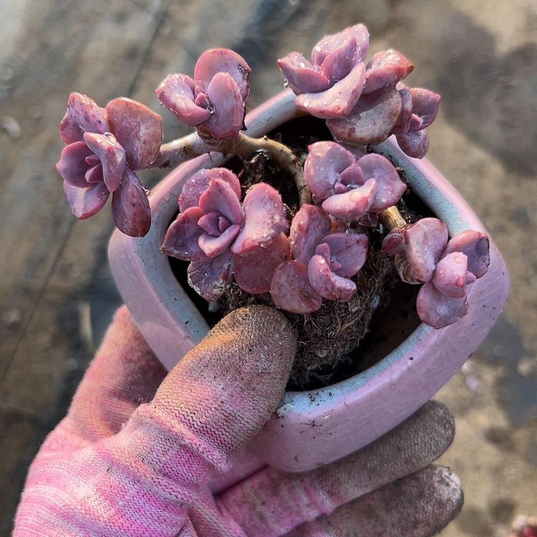 多肉植物中央音乐学院