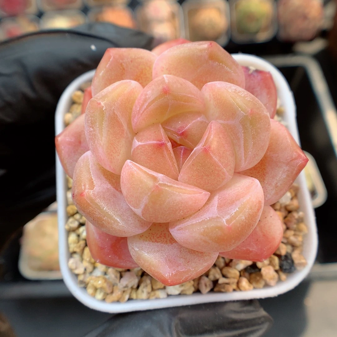 多肉植物。 糖心22