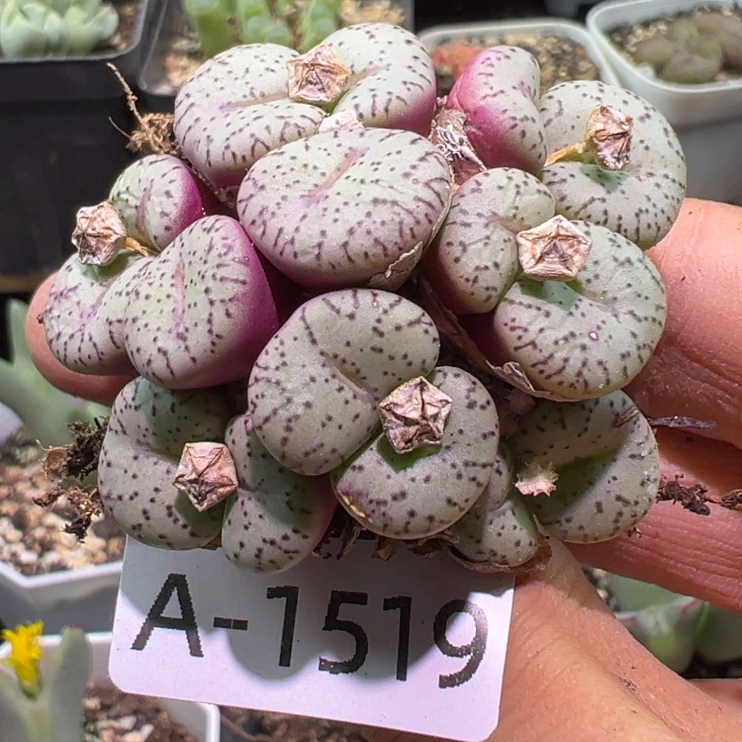多肉植物11111111111