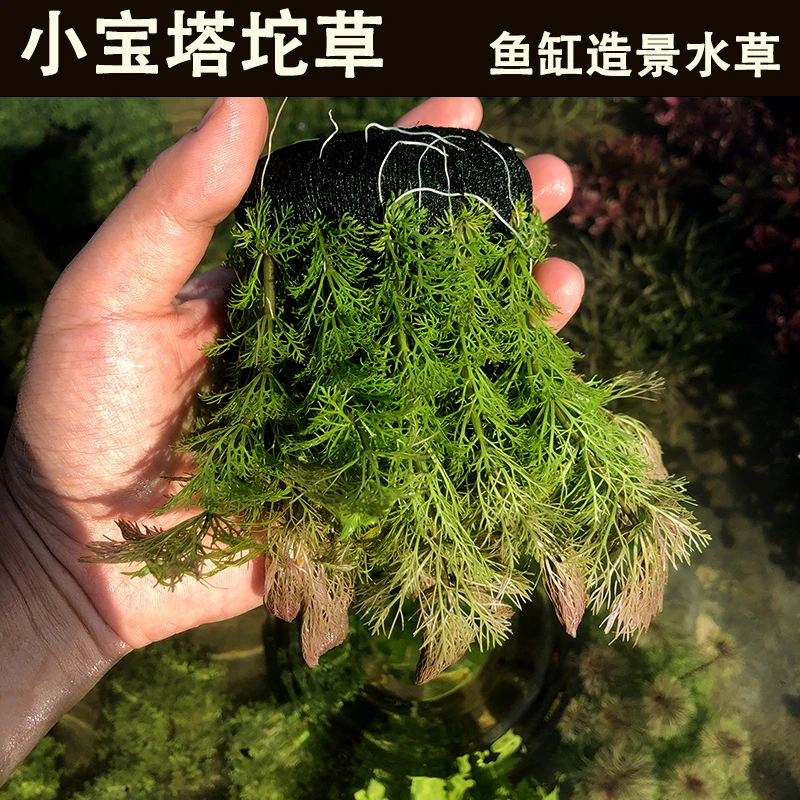 小宝塔新手鱼缸水草紫玫瑰坨草自带营养坨基鱼缸造景水草植物