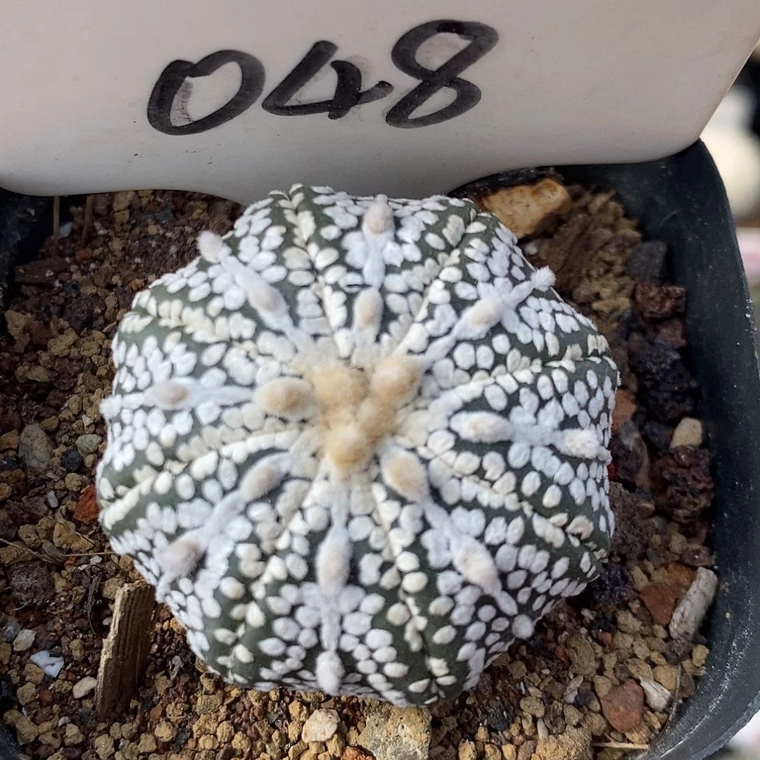 048奇迹兜系列产品