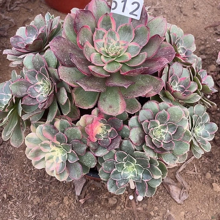 512粉花妖多肉植物