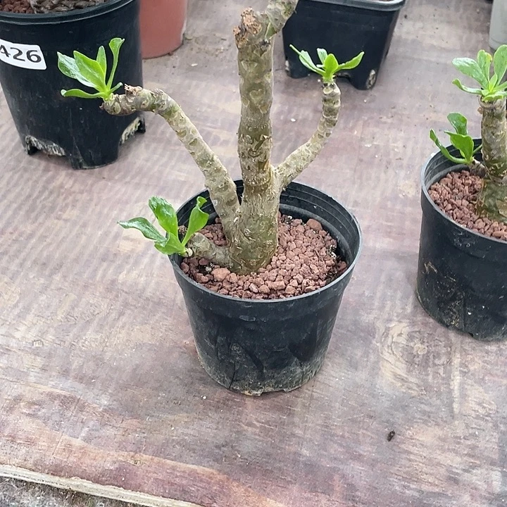 544阿房宫块根植物