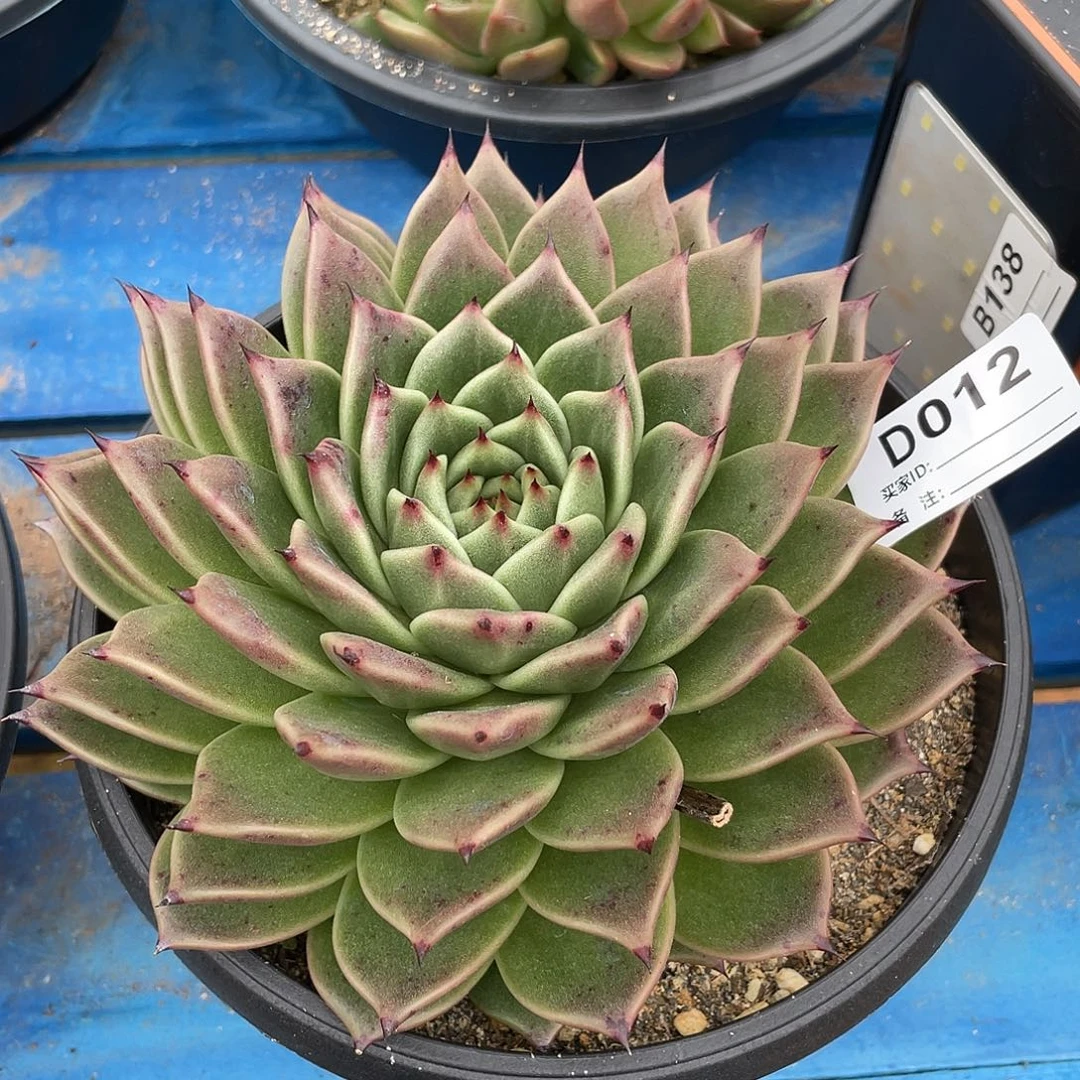 若如东云单拍D012