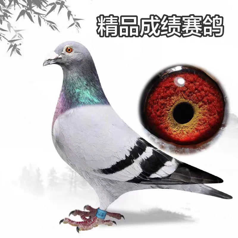 信鸽 比利时圆环成绩鸽 种鸽荷兰圆环  直播间专用链接