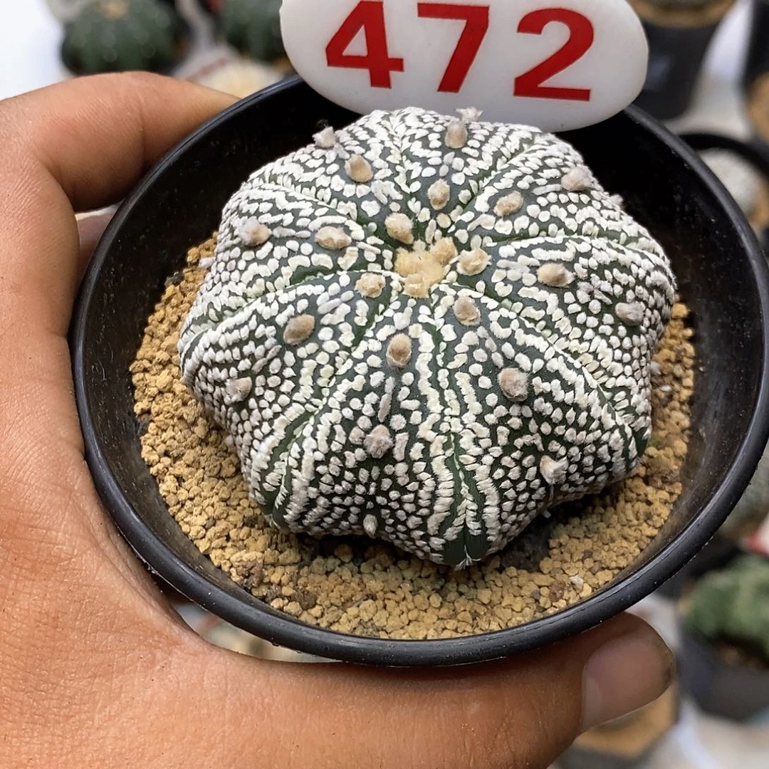 472福利特价咯特价咯