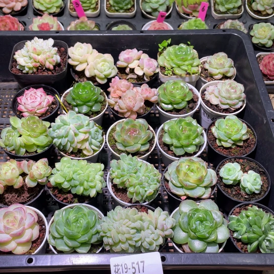 花利美19-517框拍25颗