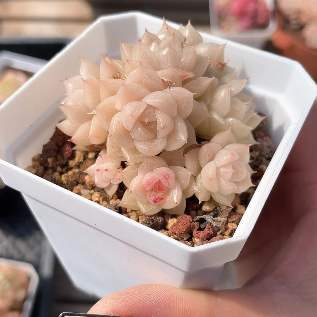 优选麦秆精品517