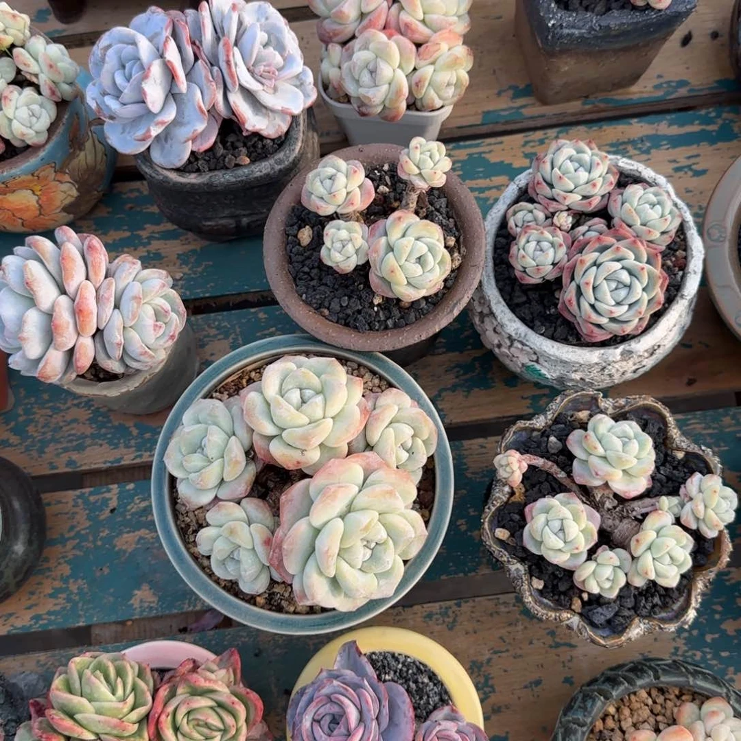 恭喜发财 恭喜发财