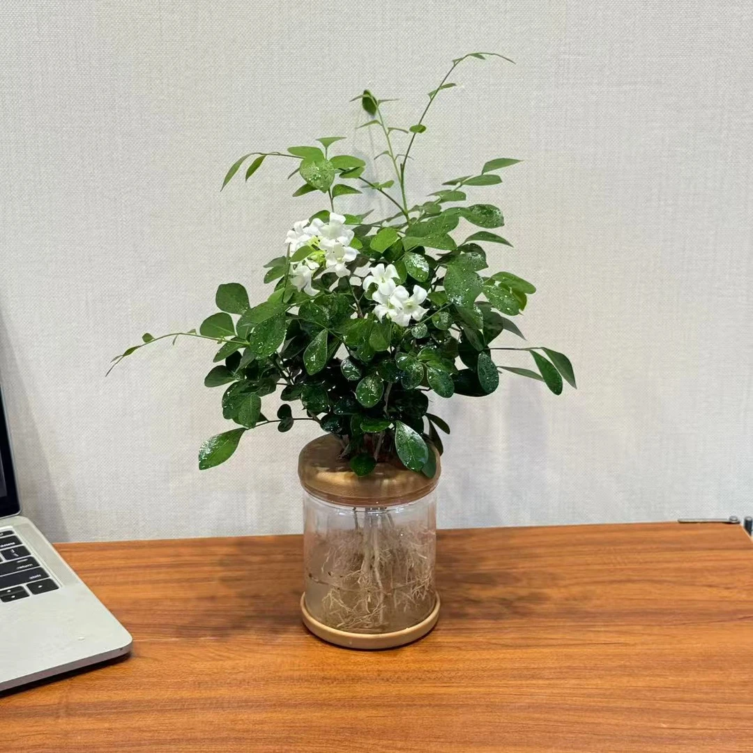 水培九里香绿植盆栽桌面摆件水培栀子花室内净化空气植物
