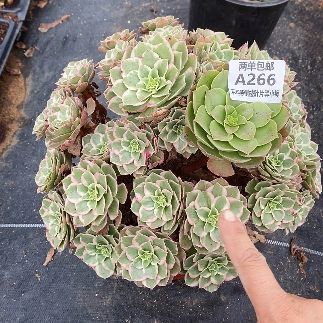 266水蜜桃万彩灯阴阳多肉