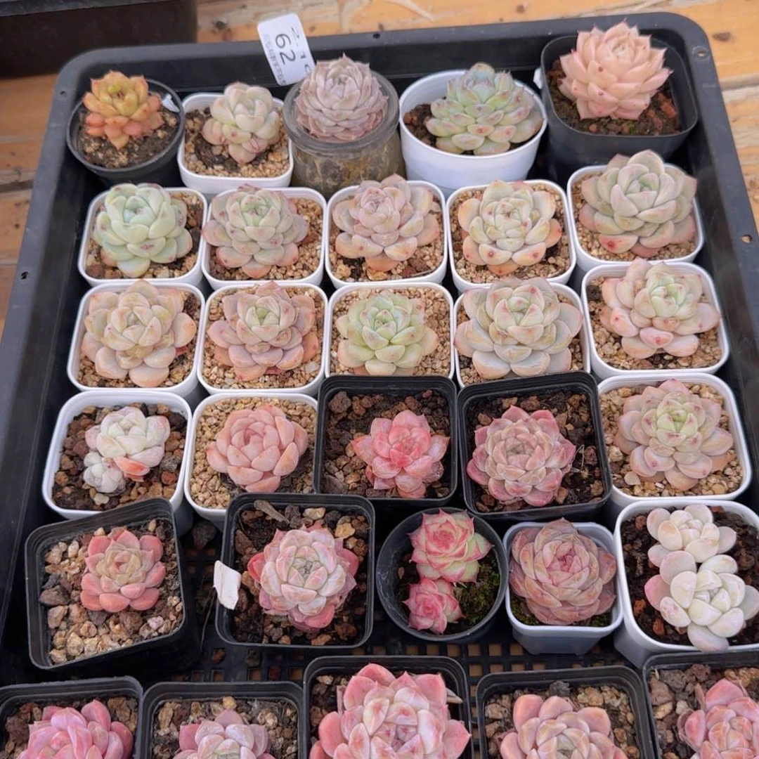 30颗糖心一组脱土发货