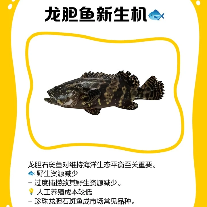 浙江东海速冻海鱼