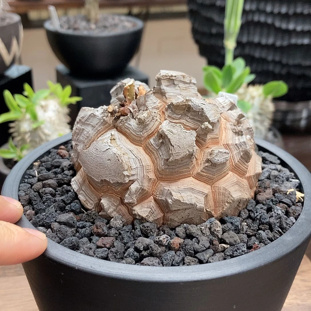 龟甲龙带盆顺丰包邮