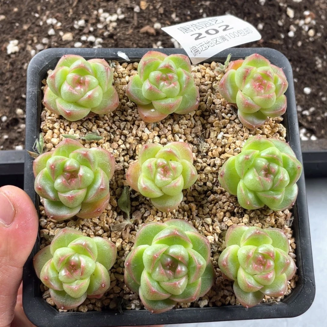 m100珍妮一物一拍202