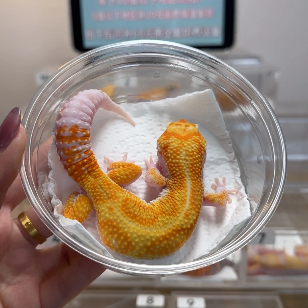 豹纹守宫雨水红直线弟弟