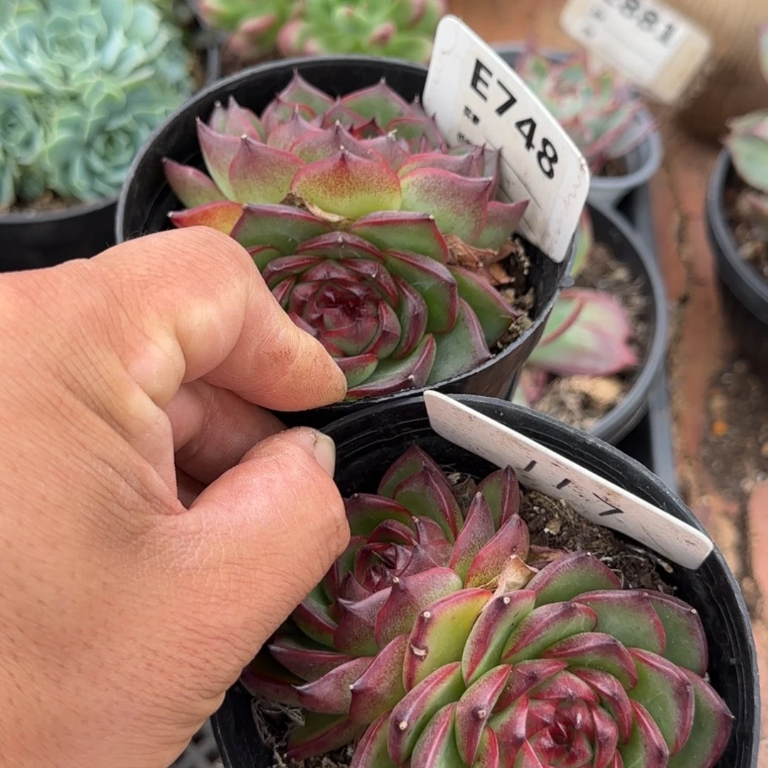 万宝龙2个惊鸿一物一拍包装收缩花旱