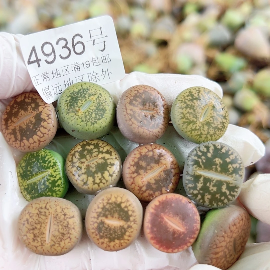 4936 好养易活生石花大母本