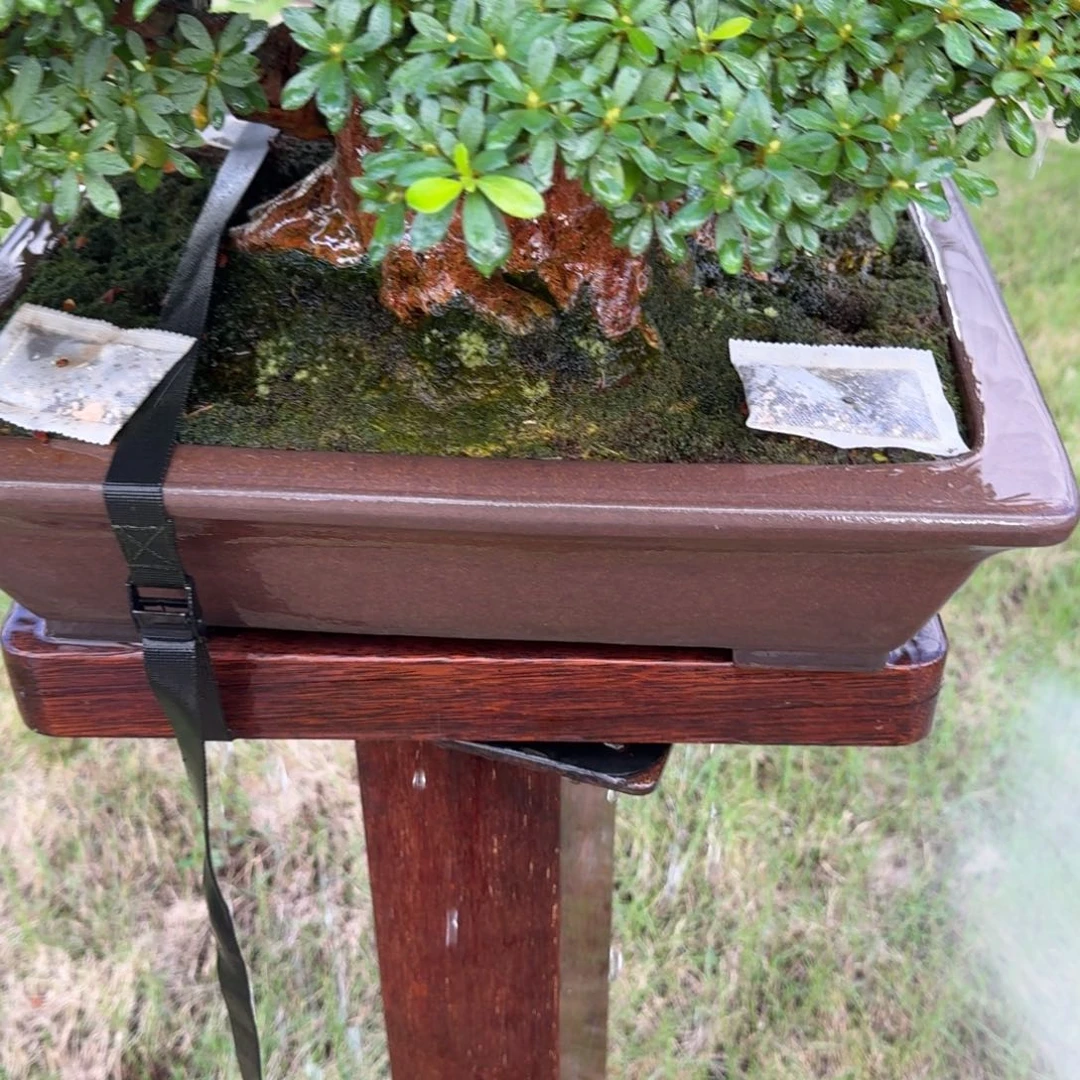 无花朵盆景肥料50小包包邮