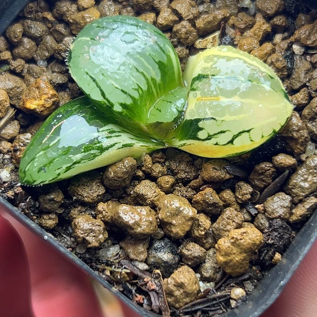 史扑锦巨大化锦十二卷