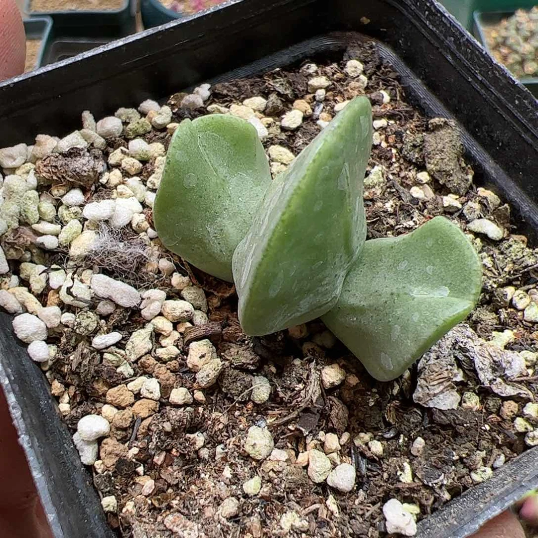 【闪购商品】21 托马斯水饺
